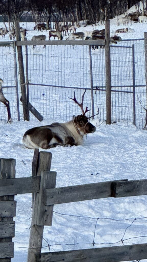 Tromsø számi rénszarvasfarm