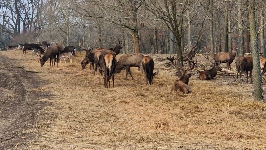 Szarvasok a Jægersborg Dyrehave-ben